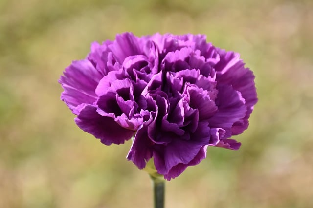 Téléchargement gratuit d'une image gratuite de fleur d'œillet fleur violette à modifier avec l'éditeur d'images en ligne gratuit GIMP