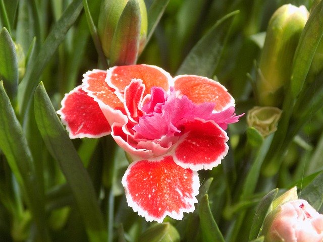 Téléchargement gratuit Carnation Red Flower Ornamental - photo ou image gratuite à éditer avec l'éditeur d'images en ligne GIMP