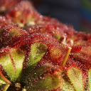 Carnivorous Plant  screen for extension Chrome web store in OffiDocs Chromium