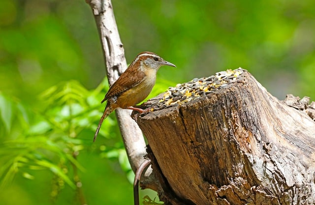 Free download carolina wren tiny backyard free picture to be edited with GIMP free online image editor