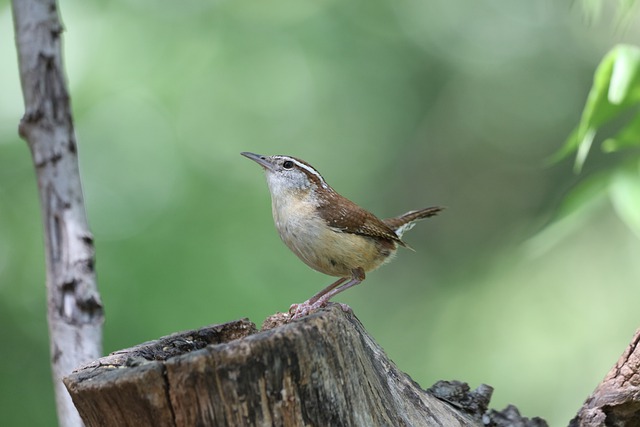 Free download carolina wren wren bird avian free picture to be edited with GIMP free online image editor