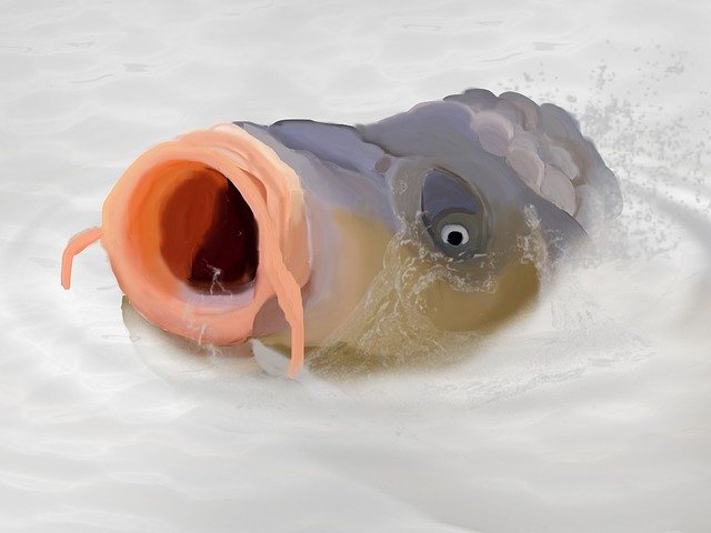 Free download Carp Catch Fisherman -  free illustration to be edited with GIMP free online image editor