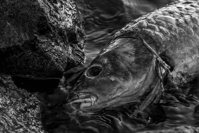 تحميل مجاني Carp Cyprinus Carpio Dead - صورة مجانية أو صورة ليتم تحريرها باستخدام محرر الصور على الإنترنت GIMP