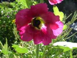 Free download Carpenter Bee close up san jose flowers free photo or picture to be edited with GIMP online image editor