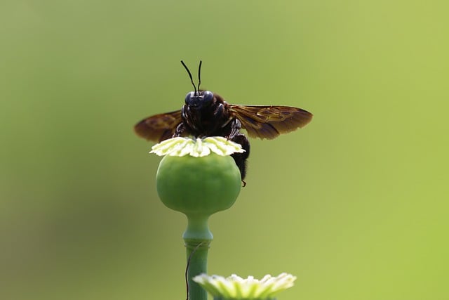 Free download carpenter bee insect close up bee free picture to be edited with GIMP free online image editor