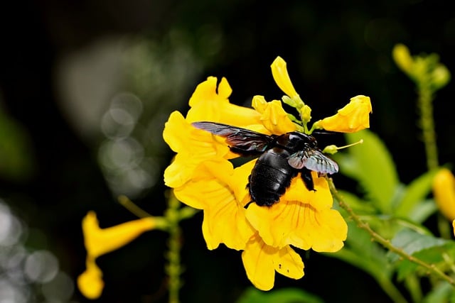 Free download carpenter bee insect flower forest free picture to be edited with GIMP free online image editor