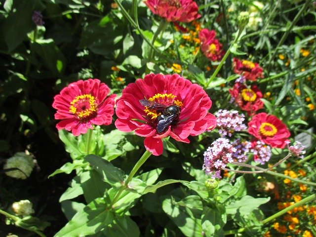 Free download Carpenter Bee Insect Nature -  free photo or picture to be edited with GIMP online image editor