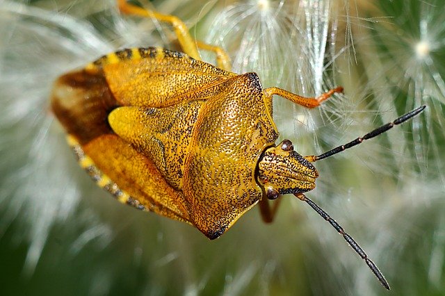 Free download Carpocoris Purpureipennis Insect -  free photo or picture to be edited with GIMP online image editor