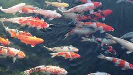 Carps Swimming Lake -  OpenShot online video editor free Free download Carps Swimming Lake -  free video to be edited with OpenShot online video editor