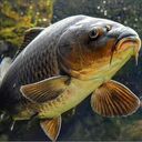 carp wallpaper  screen for extension Chrome web store in OffiDocs Chromium