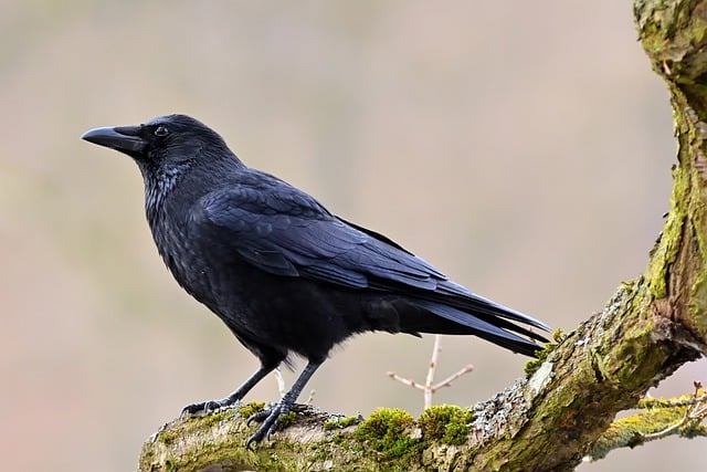 Free download carrion crow crow bird animal free picture to be edited with GIMP free online image editor