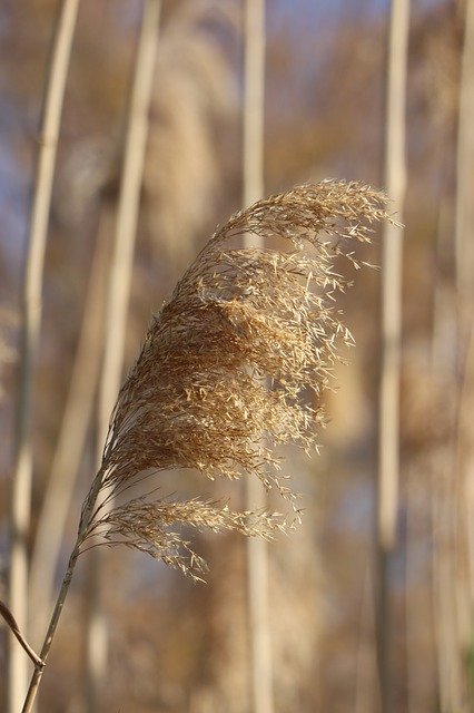 Download gratuito di Carrizo Nature Valley: foto o immagine gratuita da modificare con l'editor di immagini online GIMP