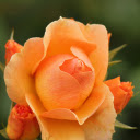 Carrot colored roses  screen for extension Chrome web store in OffiDocs Chromium