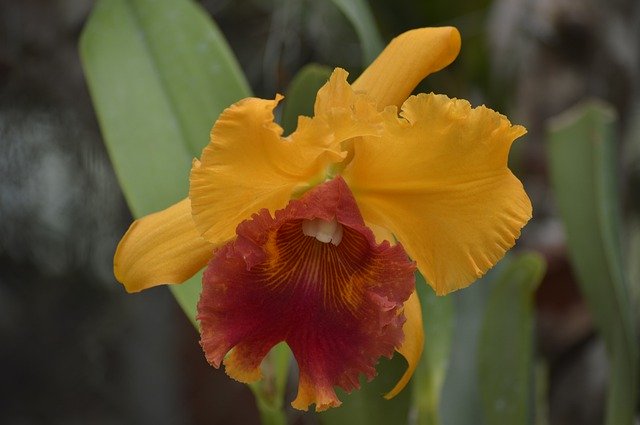 Download grátis Cartago Costa Rica Orchid - foto ou imagem gratuita para ser editada com o editor de imagens online GIMP