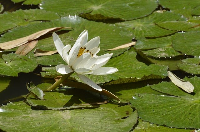 دانلود رایگان Cartago Costa Rica The Lily Of - عکس یا تصویر رایگان قابل ویرایش با ویرایشگر تصویر آنلاین GIMP