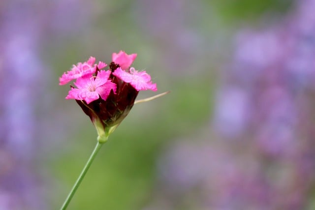 Free download carthusian carnation carthusian pink free picture to be edited with GIMP free online image editor