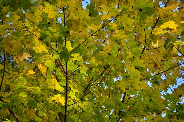 Free download Case Yellow Green -  free photo or picture to be edited with GIMP online image editor