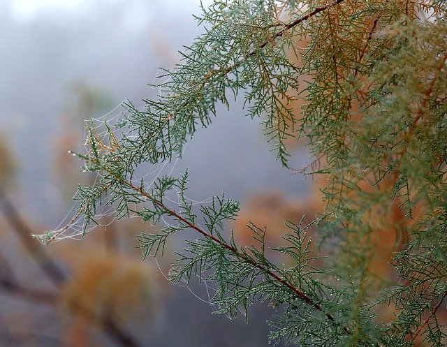 Descărcare gratuită Casey Tree Spider Web - fotografie sau imagini gratuite pentru a fi editate cu editorul de imagini online GIMP