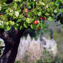 Cashew Tree  screen for extension Chrome web store in OffiDocs Chromium