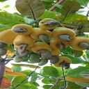cashew tree wallpaper  screen for extension Chrome web store in OffiDocs Chromium