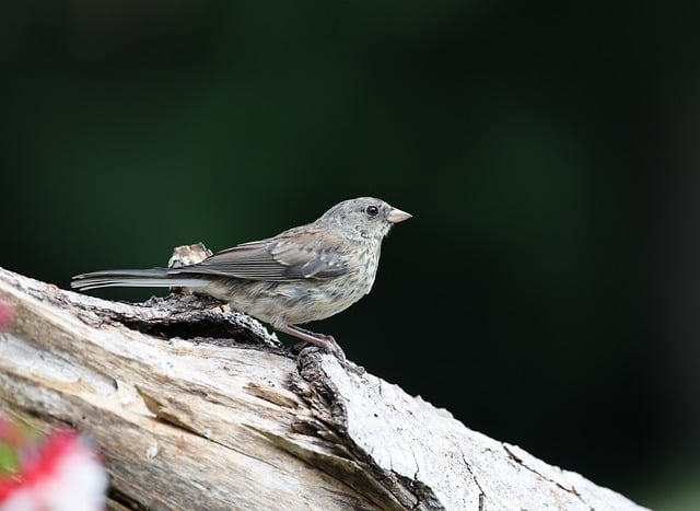 Free download cassins finch bird finch wildlife free picture to be edited with GIMP free online image editor