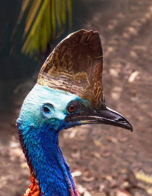 Free download Cassowary Birds Wildlife -  free photo or picture to be edited with GIMP online image editor