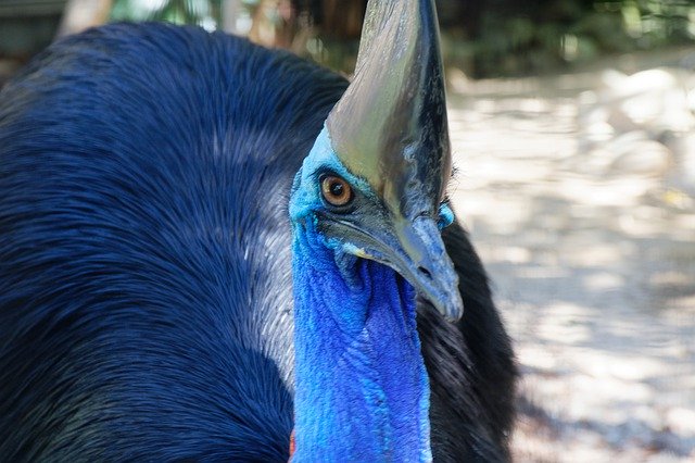 Unduh gratis Cassowary Blue Bird - foto atau gambar gratis untuk diedit dengan editor gambar online GIMP