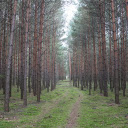 Casuarina forest  screen for extension Chrome web store in OffiDocs Chromium