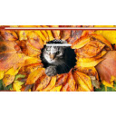 cat  screen for extension Chrome web store in OffiDocs Chromium