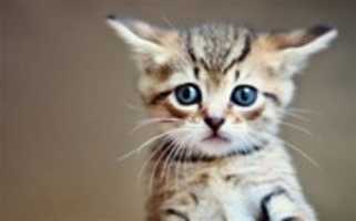 Free download cat_2830677b free photo or picture to be edited with GIMP online image editor
