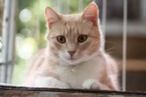 Free download cat-3081861_1920 free photo or picture to be edited with GIMP online image editor