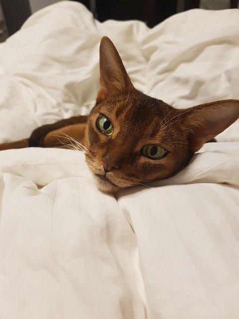 Free download Cat Abyssinian Dream -  free photo or picture to be edited with GIMP online image editor
