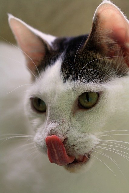 Download gratuito Cat Adoption Foundation: foto o immagine gratuita da modificare con l'editor di immagini online GIMP