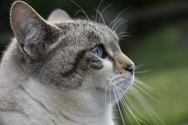 Ücretsiz indir kedi sokak kedi kedi kedi bulut kedi ücretsiz resim GIMP ücretsiz çevrimiçi resim düzenleyici ile düzenlenecek