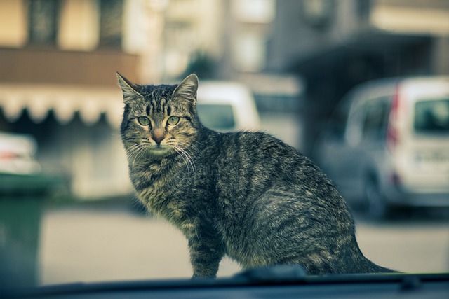 Free download cat alley cat street animal animal free picture to be edited with GIMP free online image editor