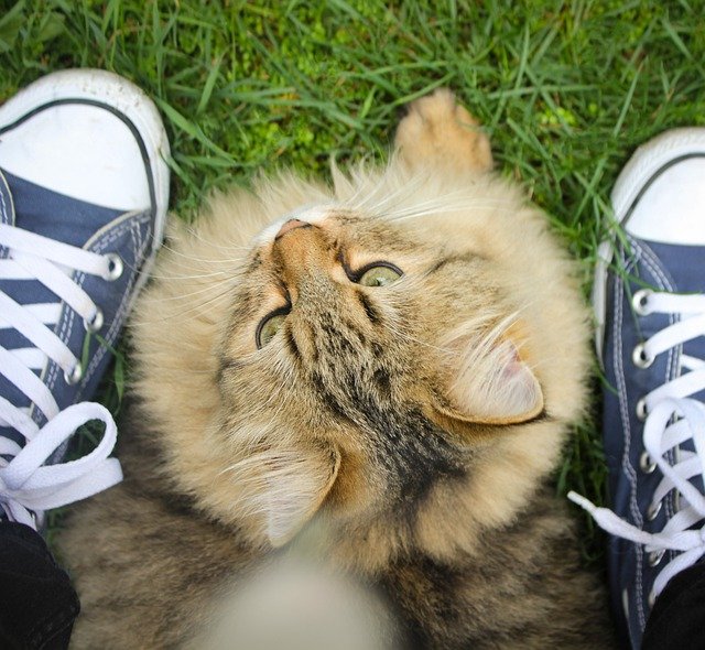 Free download cat all stars shoes chucks free picture to be edited with GIMP free online image editor