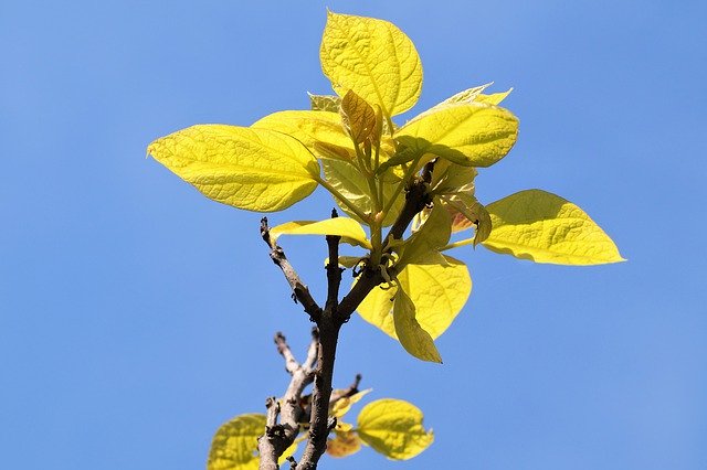 Free download Catalpa Foliage Branch -  free photo or picture to be edited with GIMP online image editor