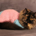 Cat and Pink Shirt  screen for extension Chrome web store in OffiDocs Chromium