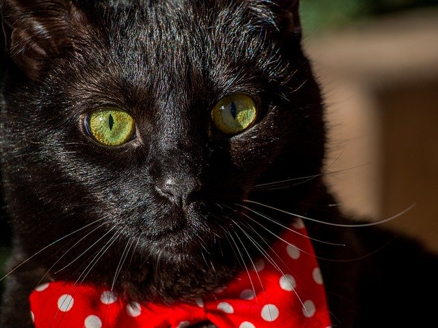 Free download Cat Animal Black -  free photo or picture to be edited with GIMP online image editor