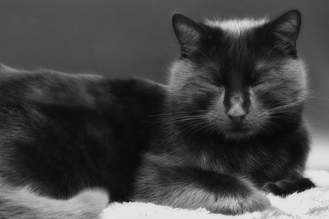 Free graphic cat animal black cat feline pet to be edited by GIMP free image editor by OffiDocs
