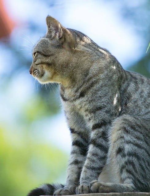 Free download cat animal carnivore stare free picture to be edited with GIMP free online image editor