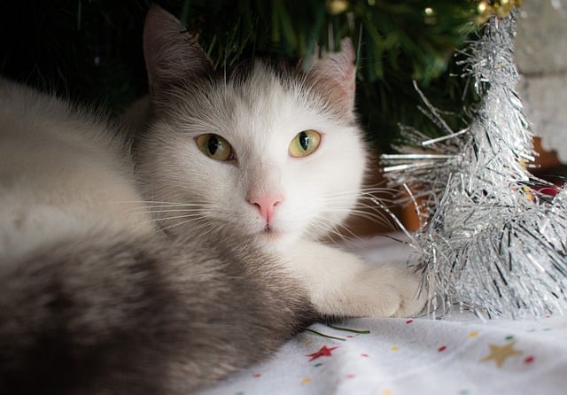 Free download cat animal christmas feline pet free picture to be edited with GIMP free online image editor