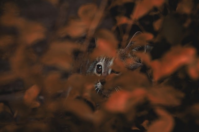 Free download cat animal cute pet garden home free picture to be edited with GIMP free online image editor