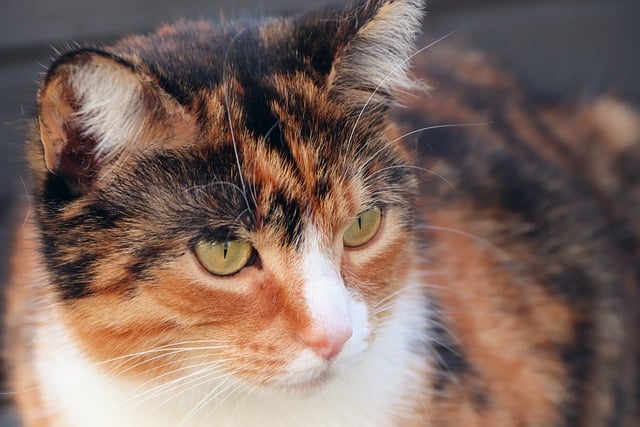 GIMP ücretsiz çevrimiçi resim düzenleyiciyle düzenlenecek ücretsiz indir kedi hayvanı evcil hayvan ücretsiz resmi