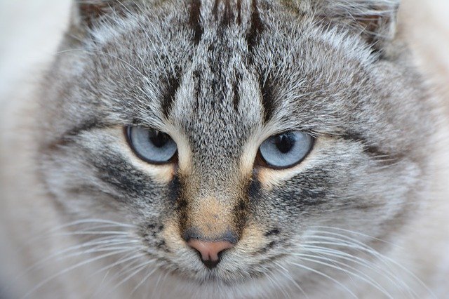 Free download Cat Animal Eyes -  free photo or picture to be edited with GIMP online image editor