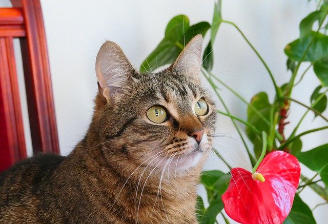 Download gratuito Cat Animal Favorite - foto o immagine gratuita da modificare con l'editor di immagini online di GIMP
