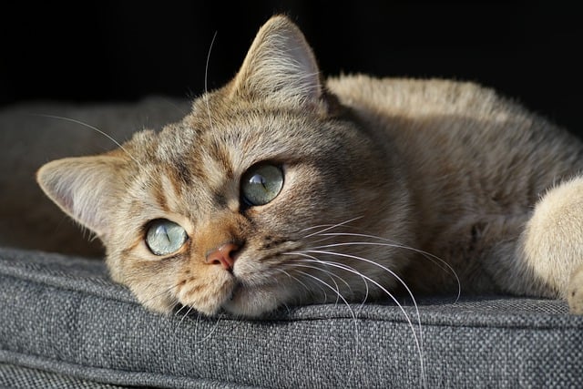 Free download cat animal feline domestic cat free picture to be edited with GIMP free online image editor