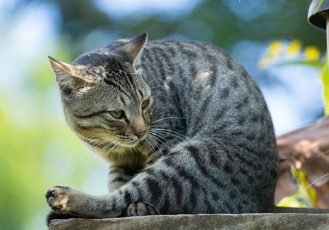 Free download cat animal feline mammal species free picture to be edited with GIMP free online image editor