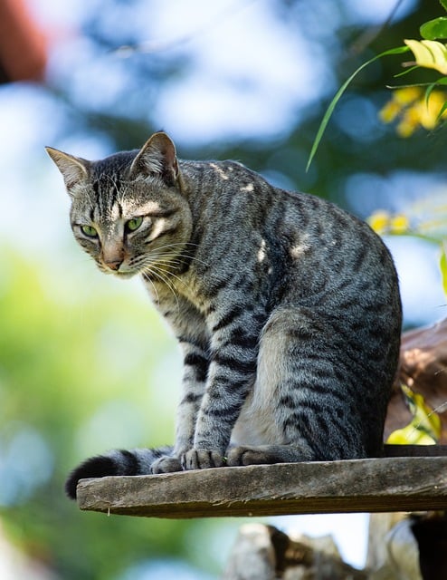 Free download cat animal feline pet mammal free picture to be edited with GIMP free online image editor