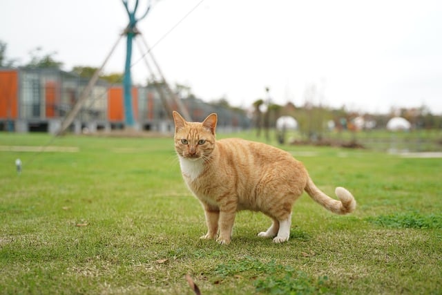 Download grátis gato animal field animal de estimação gato malhado imagem grátis para ser editada com o editor de imagens on-line gratuito GIMP